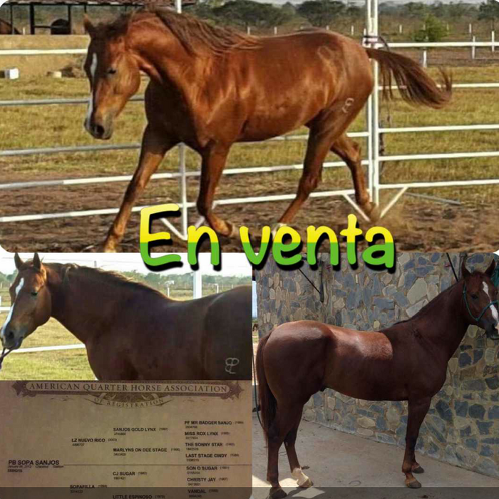 PB Sopa Sanjos (Venezuela)