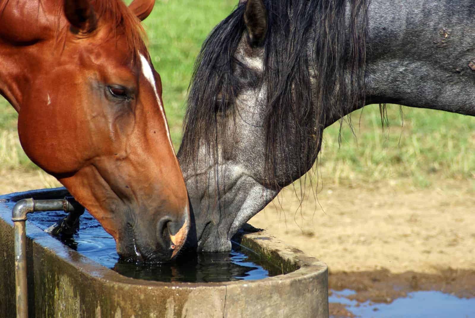 El calor y los caballos.