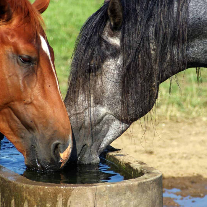 El calor y los caballos.