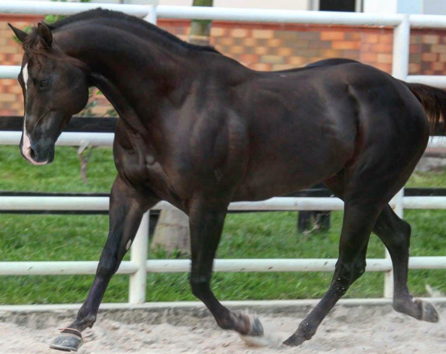 EL NEGRO (Cat Smooth Money) Colombia y Venezuela.