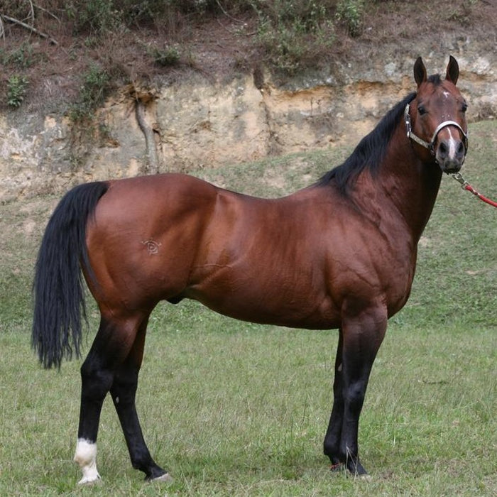Serenas Playboy (Venezuela)