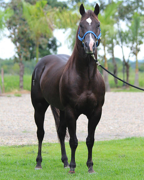 EL NEGRO (Cat Smooth Money) Colombia y Venezuela.