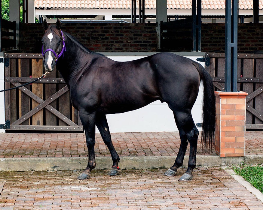 EL NEGRO (Cat Smooth Money) Colombia y Venezuela.