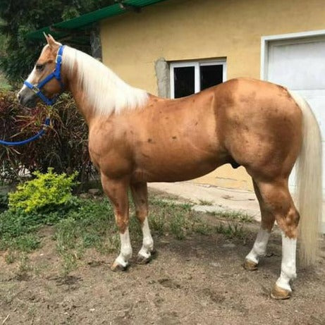 Shinin Peppy Freckle (Venezuela)