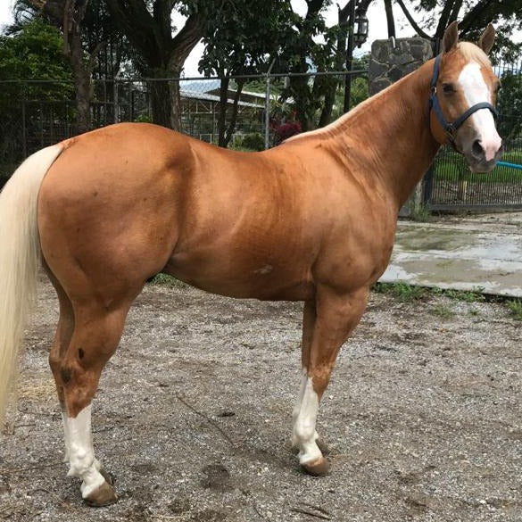 Shinin Peppy Freckle (Venezuela)