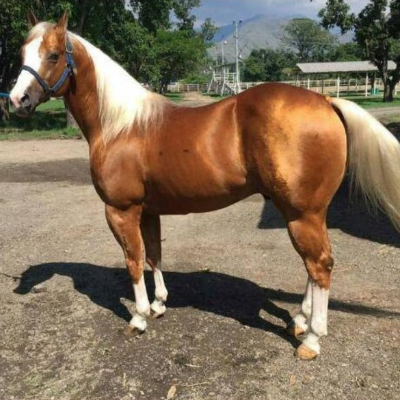 Shinin Peppy Freckle (Venezuela)