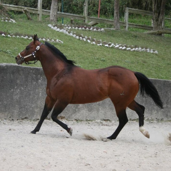 Serenas Playboy (Venezuela)